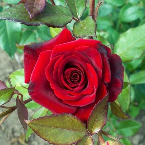 Red Rose Flower Seeds for Planting – Heirloom Non-GMO High Germination Organic Garden Seeds