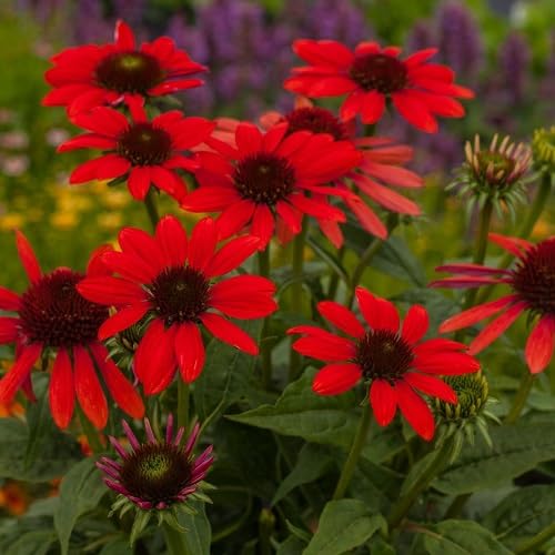 Red Asteraceae Daisy Flower Seeds for Planting Heirloom Non-GMO High Germination Organic Garden Seeds