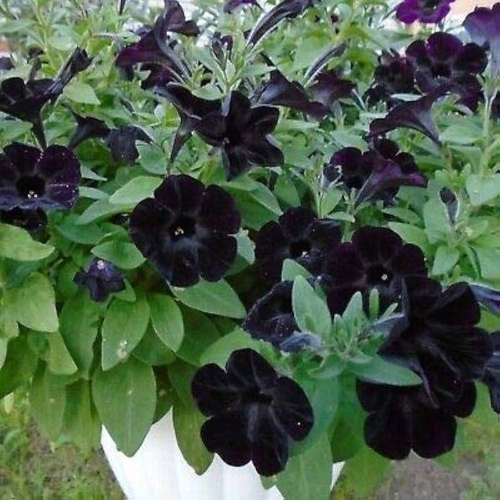 Petunia Flower Seeds for Planting