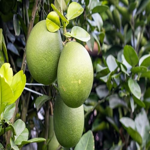 Pomelo Seeds – Heirloom, Non-GMO, High Germination Organic Garden Seeds