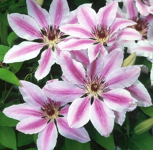 Pink White Clematis Flower Seeds Heirloom Non-GMO High Germination Organic Garden Seeds for Planting