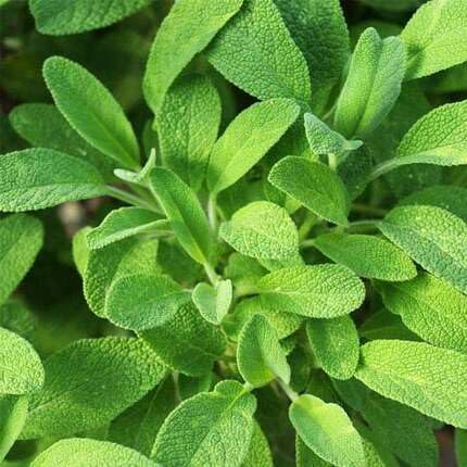 Green Sage Plant Seeds Heirloom Non-GMO High Germination Organic Garden Seeds for Planting