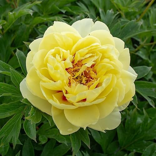 Giant Rose Flower Seeds Yellow – Heirloom, Non-GMO, High Germination Seeds for Planting