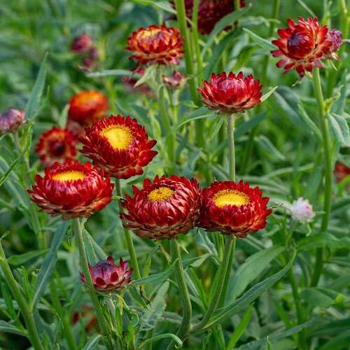 Red Strawflower Seeds – Heirloom, Non-GMO, High Germination Organic Garden Seeds
