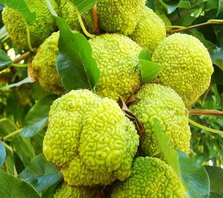 Maclura Seeds – Heirloom, Non-GMO, High Germination Organic Garden Seeds