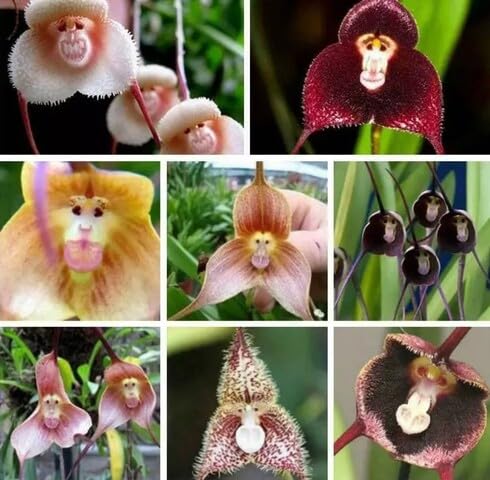 Mixed Monkey Face Orchid Flower Seeds – Heirloom Non-GMO High Germination Seeds