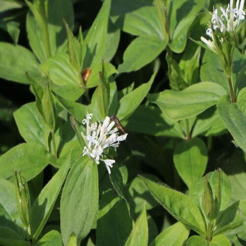 White Asperula Flower Seeds Heirloom Non-GMO High Germination Organic Garden Seeds