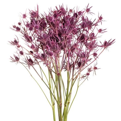 Eryngium Flower Seeds – Heirloom, Non-GMO, High Germination Organic Garden Seeds for Planting