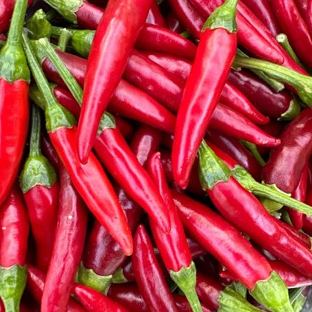 Semillas de Pimiento Rojo – Herencia, No-GMO, Alta Germinación, Semillas Orgánicas para Jardín