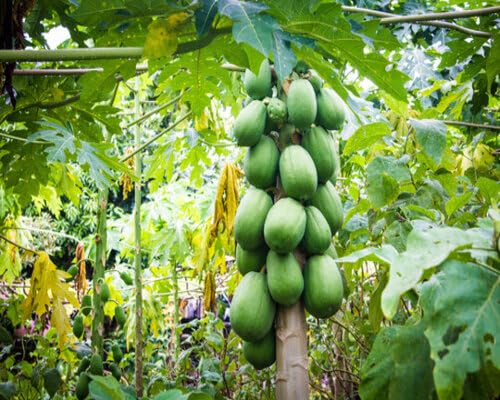 Papaya Tree Seeds – Heirloom, Non-GMO, High Germination Organic Garden Seeds