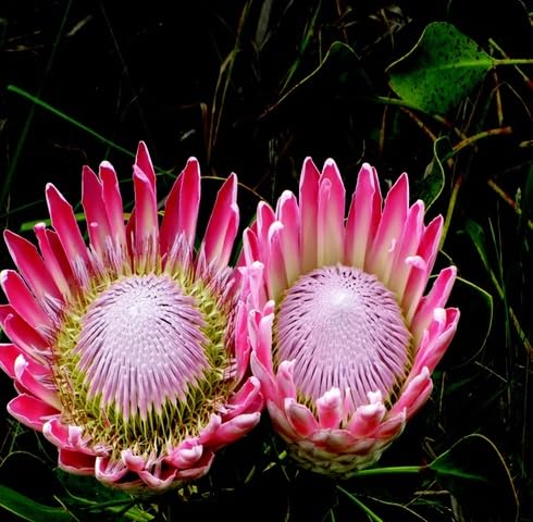 Pink Protea Flower Seeds for Planting – Heirloom Non-GMO High Germination Organic Garden Seeds