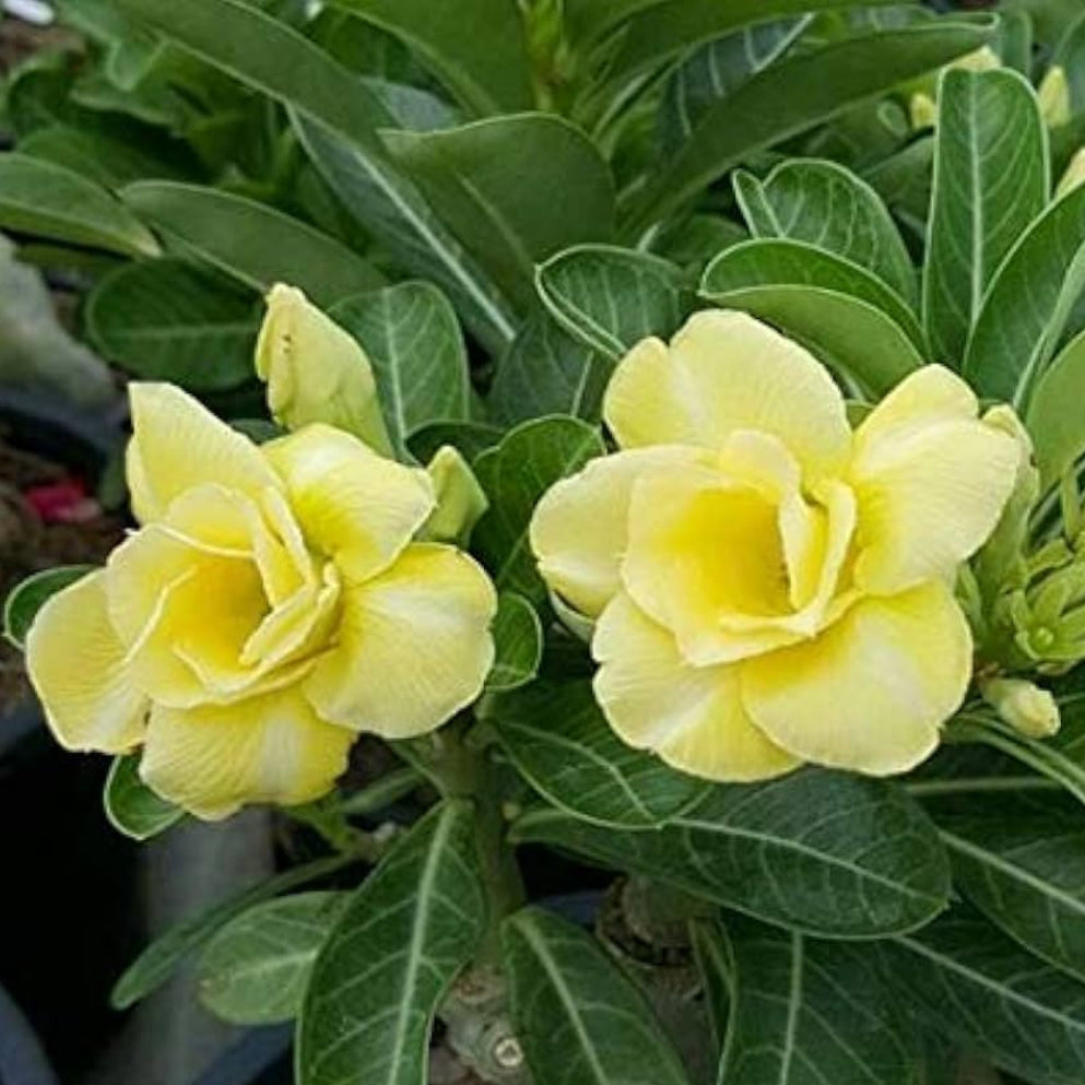 Yellow Silk Desert Rose Adenium Seeds for Planting