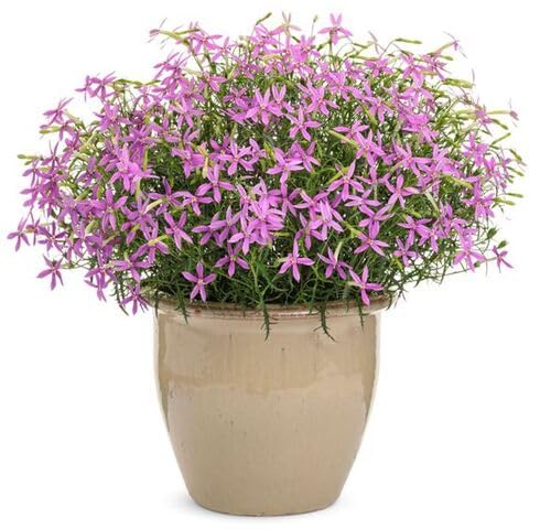 Pink Isotoma Axillaris Flower Seeds – Seeds for Planting, Heirloom, Non-GMO, High Germination Organic Garden Seeds