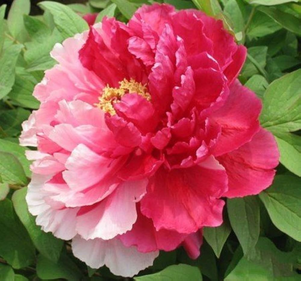 mixed color flower seeds