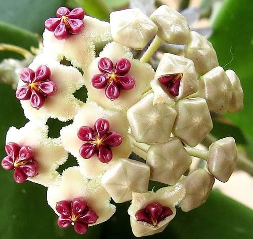 Hoya Carnosa Flower Seeds Yellow – Heirloom Non-GMO High Germination Organic Garden Seeds