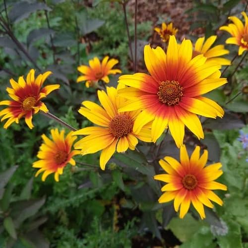 Yellow Red Heliopsis Flower Seeds – Heirloom, Non-GMO, High Germination Organic Garden Seeds for Planting