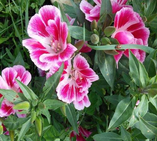 Pink White Clarkia Flower Seeds Heirloom Non-GMO High Germination Organic Garden Seeds for Planting