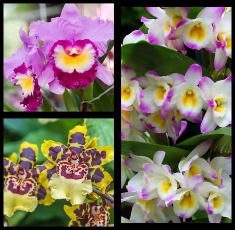 mixed orchid flower seeds