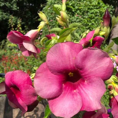 Rosa Allamanda Blumensamen – Erbstück, Non-GMO, hohe Keimfähigkeit, Bio-Gartensamen zum Pflanzen