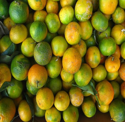 Green Orange Seeds – Heirloom, Non-GMO, High Germination Organic Garden Seeds