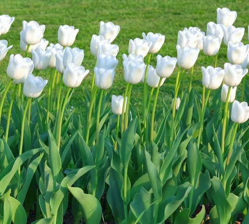 Tulpenblumensamen Weiß – Alte Sorte, gentechnikfrei, keimstark, Bio-Gartensamen