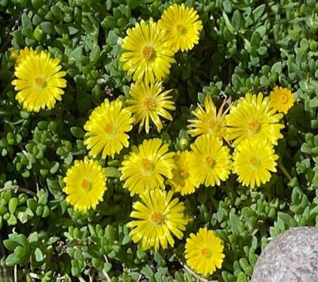 Delosperma Flower Seeds – Heirloom, Non-GMO, High Germination Organic Garden Seeds for Planting