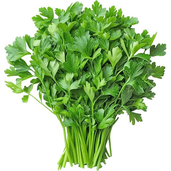 Coriander – Heirloom, Non-GMO, High Germination Organic Garden Seeds Planting