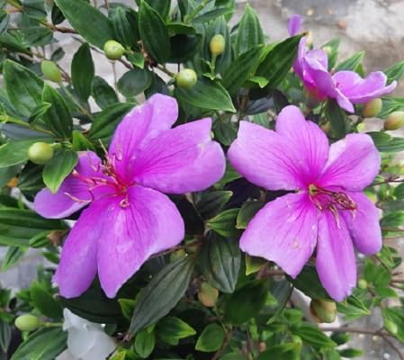 Rosa Tibouchina Blumensamen Heirloom Non-GMO Hohe Keimrate Bio-Gartensamen