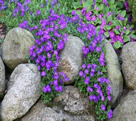 Creeping Thyme Flower Seeds Heirloom Non-GMO High Germination Organic Garden Seeds