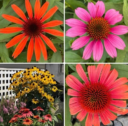 mixed coneflower flower seeds