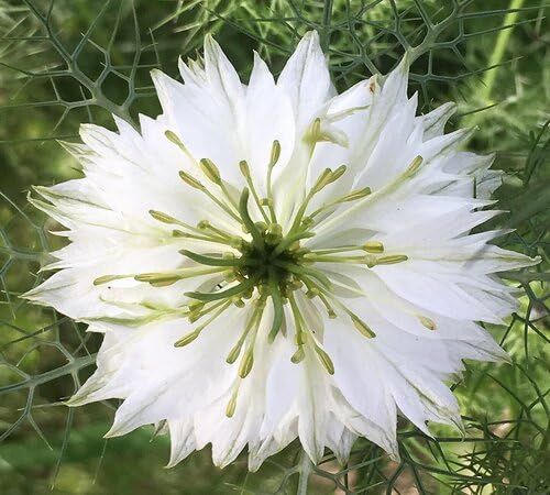 White Nigella Damascena Flower Seeds Heirloom Non-GMO High Germination Organic Garden Seeds