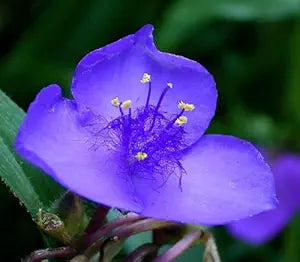 ohio spiderwort flower seeds