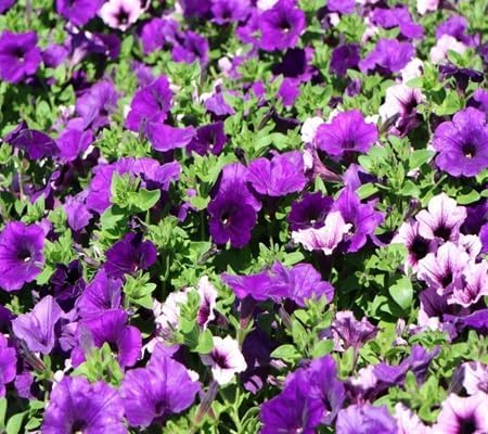 Petunia Flower Seeds Heirloom Non-GMO High Germination Organic Garden Seeds for Planting
