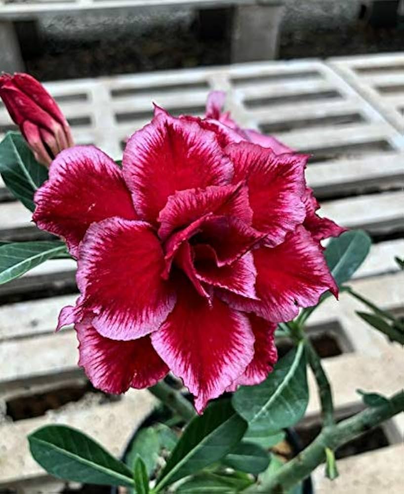 desert rose flower seeds