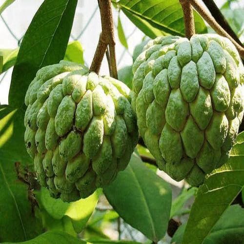 Custard Apple Seeds – Heirloom, Non-GMO, High Germination Organic Garden Seeds