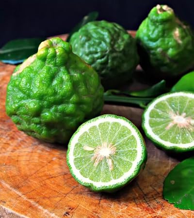 Bergamot Seeds Heirloom Non-GMO High Germination Organic Garden Seeds for Planting