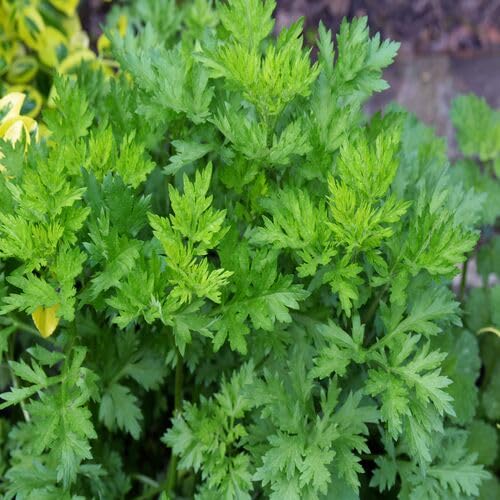 green artemisia flower seeds