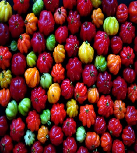Mixed Surinam Cherry Seeds – Heirloom, Non-GMO, High Germination Organic Garden