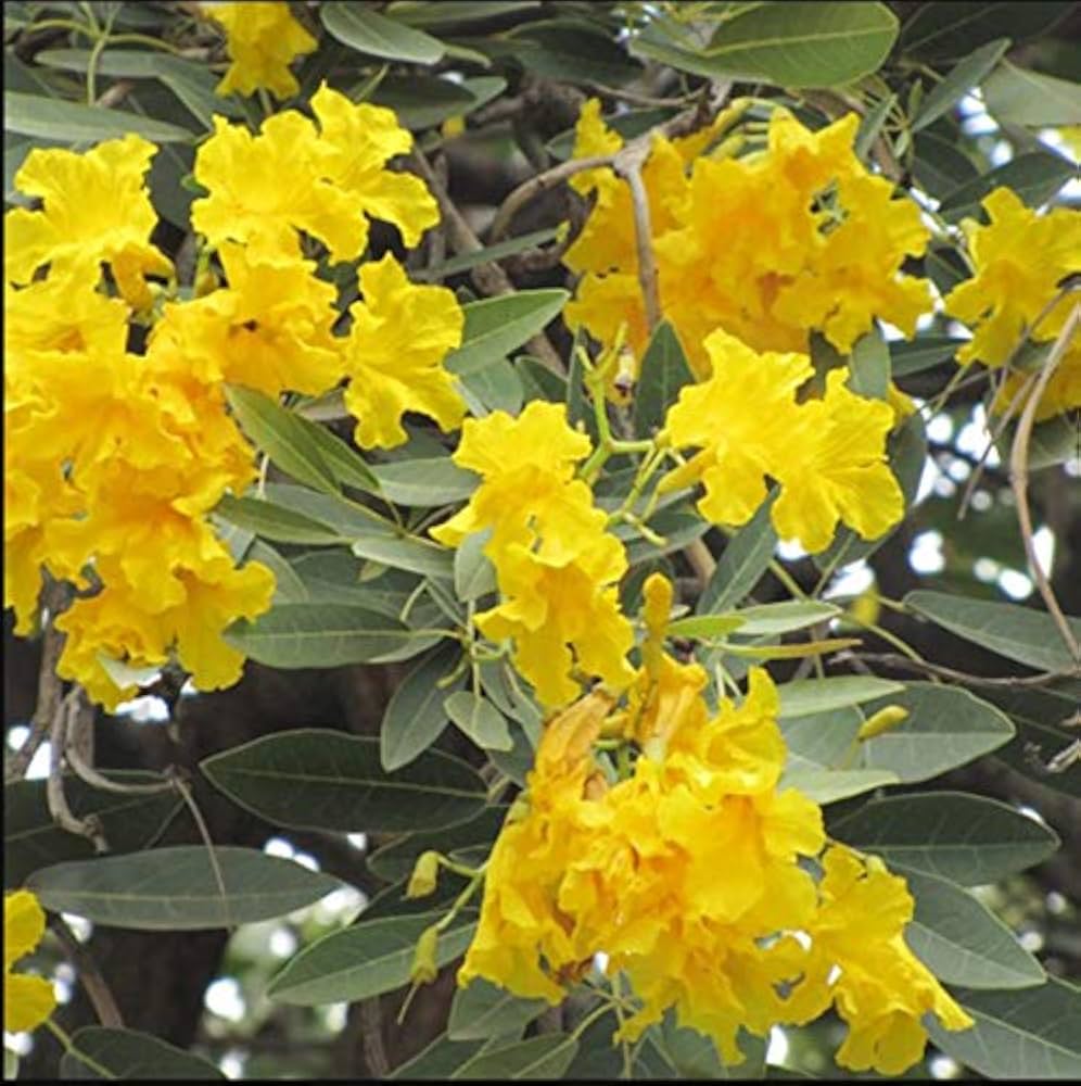 yellow tabebuia flower seeds