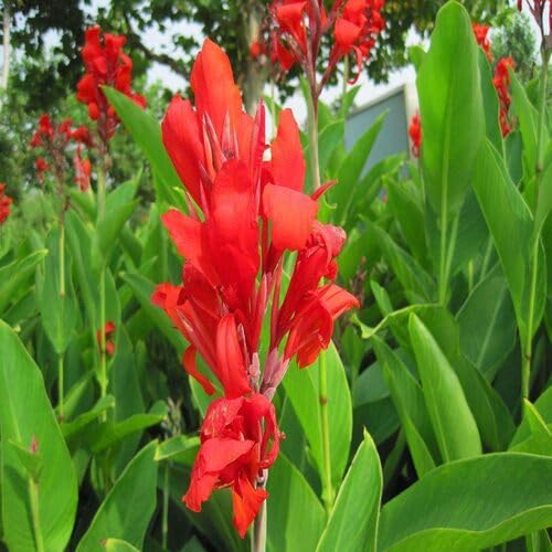 redcannaflowerheirloomnongmo flower seeds
