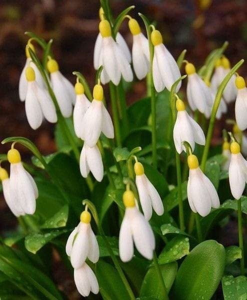 White Galantus Flower Seeds – Heirloom, Non-GMO, High Germination Organic Garden Seeds for Planting
