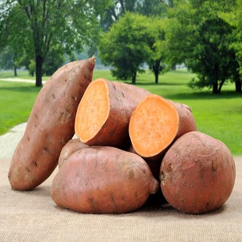 Sweet Potato Seeds – Heirloom, Non-GMO, High Germination Organic Garden Seeds Planting