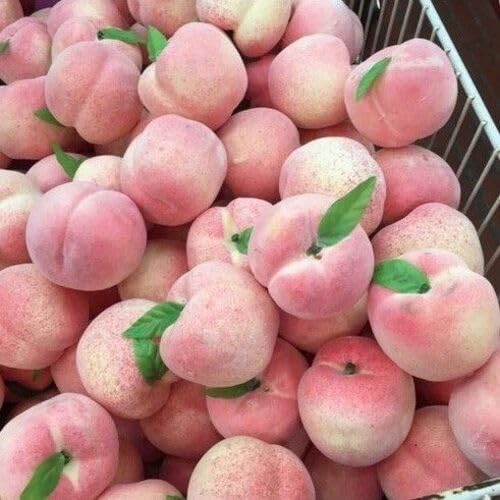 Peach Tree Pink Seeds – Heirloom, Non-GMO, High Germination Organic Garden Seeds for Planting