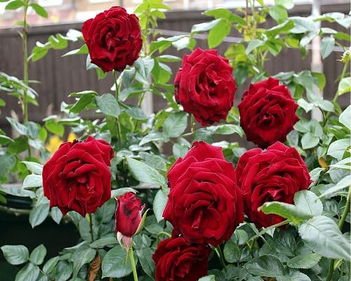 Rose Flower Seeds Red for Planting – Heirloom Non-GMO High Germination Organic Garden Seeds