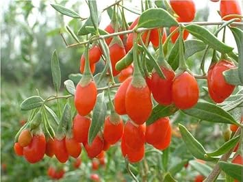 Goji Wolfberry Fruit Seeds for Planting Heirloom Non-GMO High Germination Organic Garden Seeds