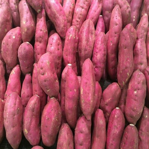 Pink Sweet Potato Seeds – Heirloom, Non-GMO, High Germination Organic Garden Seeds Planting