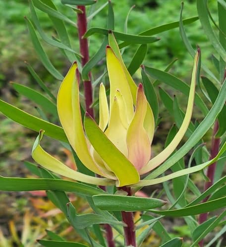 Salignum Flower Seeds – Heirloom Non-GMO High Germination Organic Garden Seeds