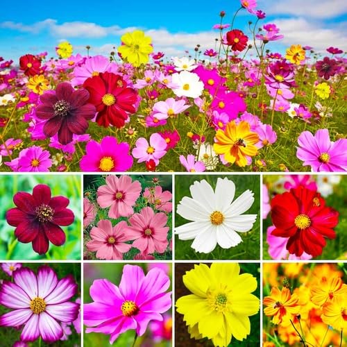 Mixed Cosmos Flower Seeds – Heirloom, Non-GMO, High Germination Organic Garden Seeds for Planting