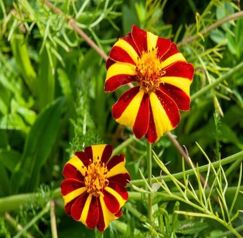 yellowredmarigoldflowerheirloomnongmo flower seeds