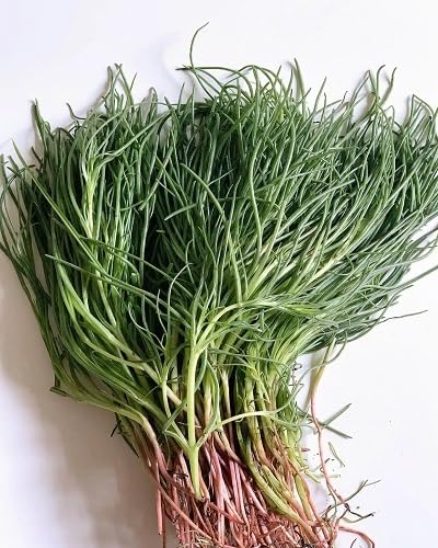 Agretti Green Seeds for Planting (Heirloom, Non-GMO) High Germination Organic Garden Seeds